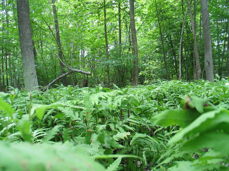 ferns outside our best campsite at Killbear Provincial Park