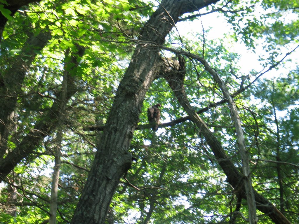 a turkey vulture perched in a tree near our campsite at Pinery Provincial Park near Grand Bend Ontario