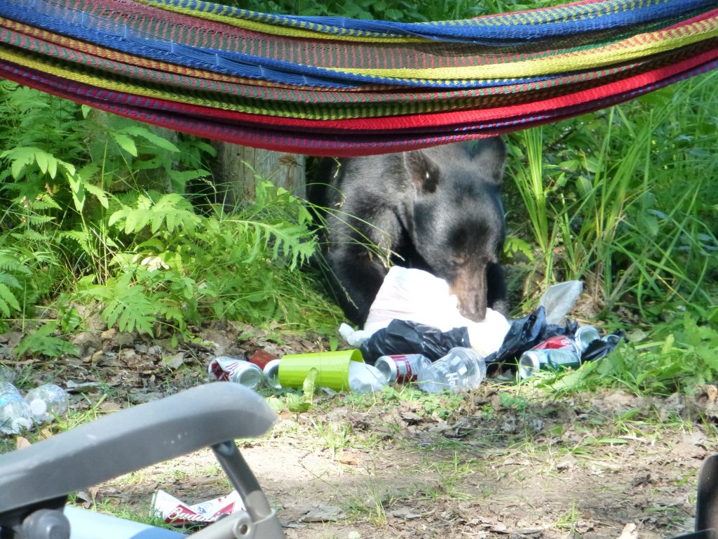 bear-proof your campsite so that you don't have bears like the one in this picture eating garbage in your campsite