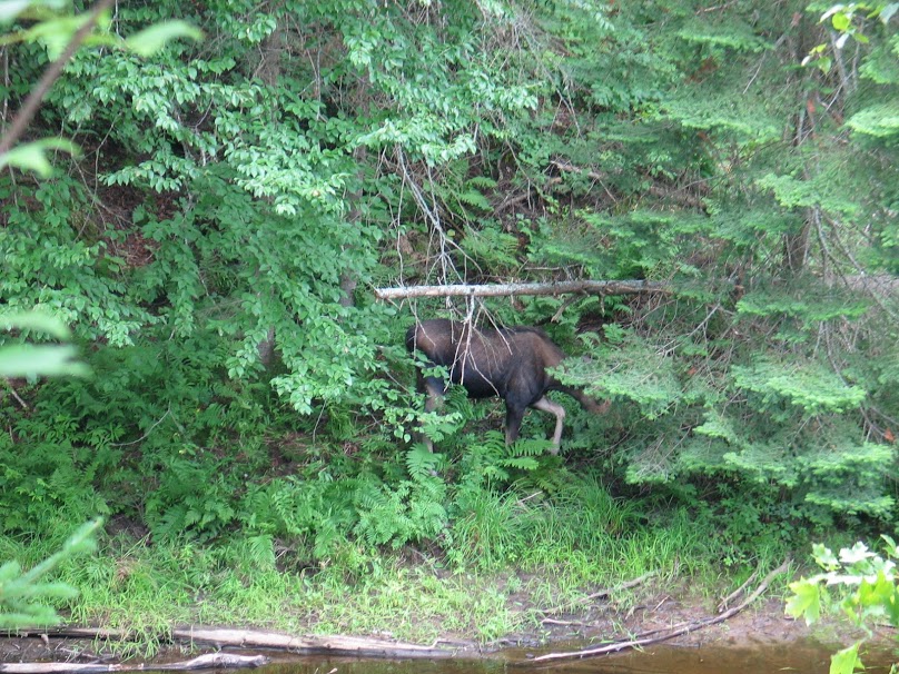 picture of a moose at Arrowhead provincial park