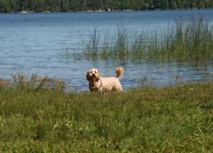 a picture of Farley our dog at Mazinaw Lake at Bon Echo Provincial Park