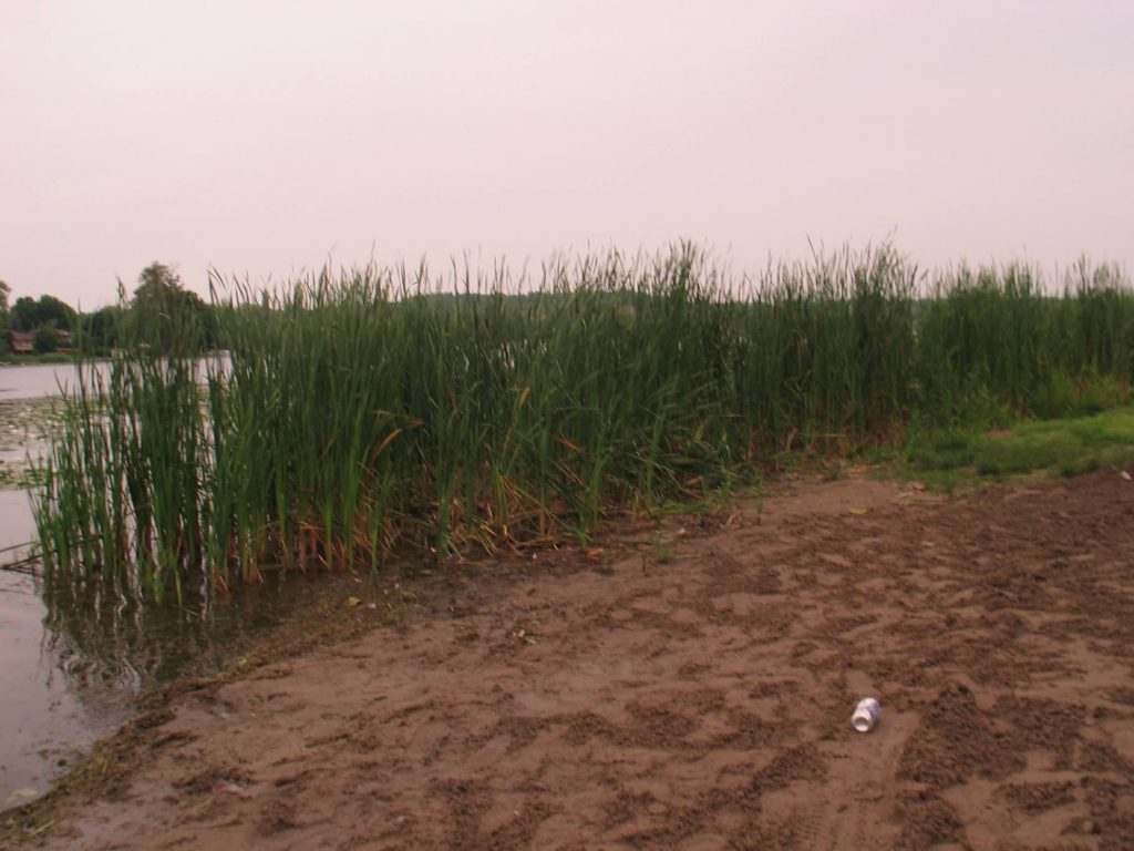 a picture of a sandy beach at Emily Provincial Park