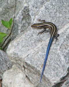 picture of a five lined skink, the only lizard that is native to Ontario