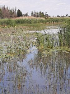 Picture of a white heron in the marsh taken from the Marsh Boardwalk at Presqu'ile Provincial Park