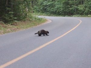 picture of a porcupine crossing the road in a provincial park while car camping
