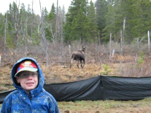 picture of a boy with a moose in the background while camping