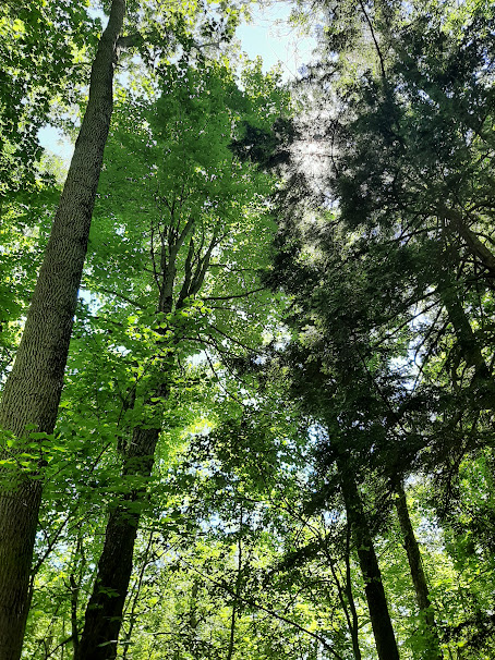 picture of the trees at Presqu'ile Provincial Park showing the Carolinian forest