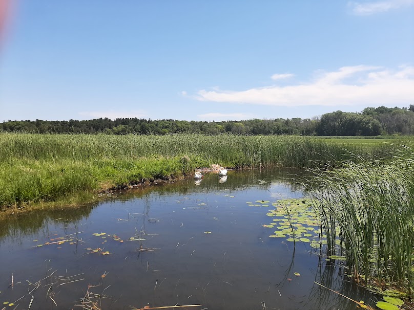 picture of two swans in the marsh boardwalk at Presqu'ile Provincial Park