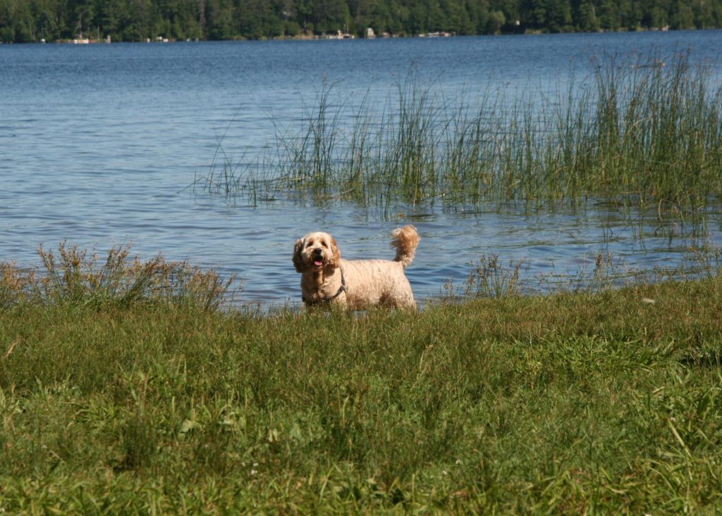 picture of a dog standing by Mazinaw Lake in Bon Echo Provincial Park