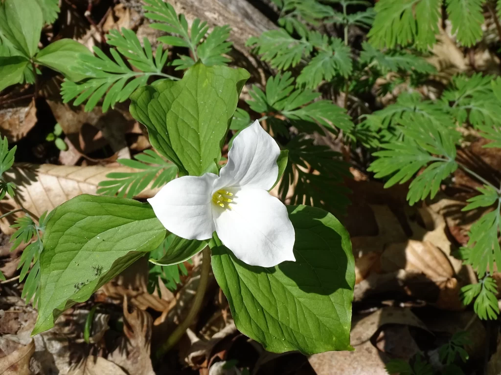picture of a trillium flower, the official flower of the province of Ontario