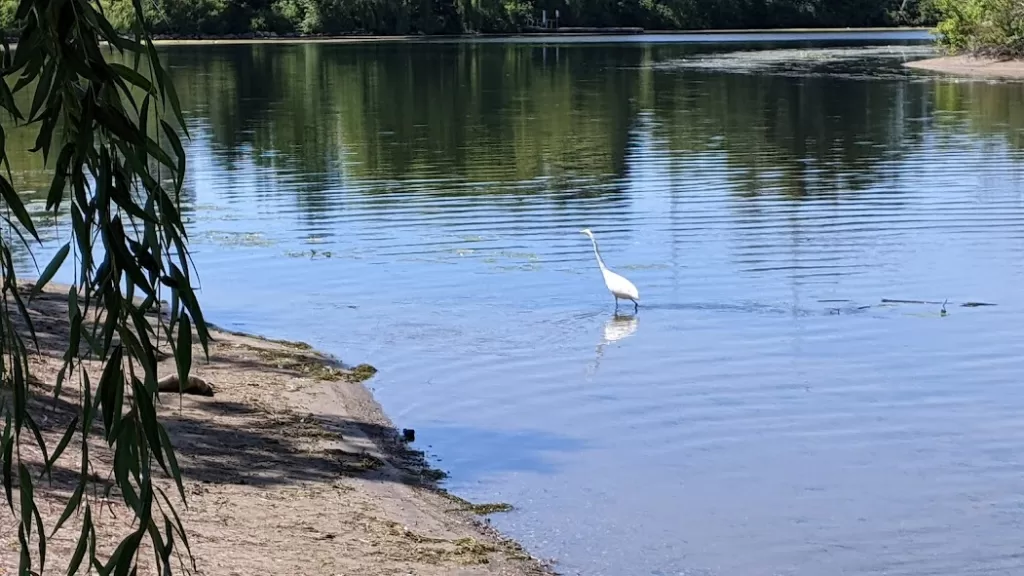 picture of an egret in Lake Ontario while taking a paddling course in Toronto