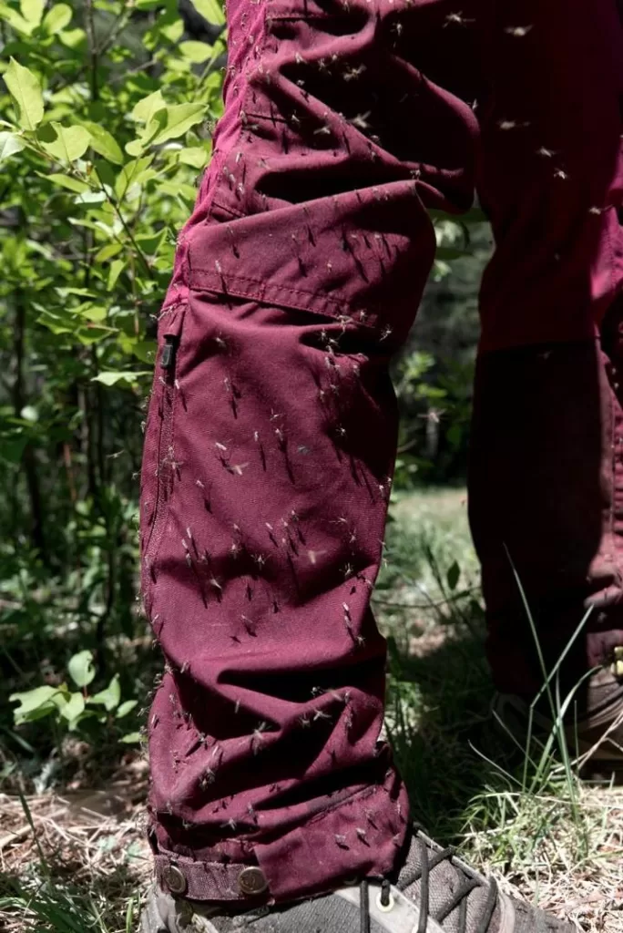 picture of a pair of pants with dozens of mosquitos on them during prime mosquito hatch season in Algonquin Park