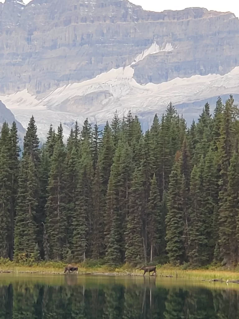 picture of a moose cow and moose calf in a lake with a mountain in the background