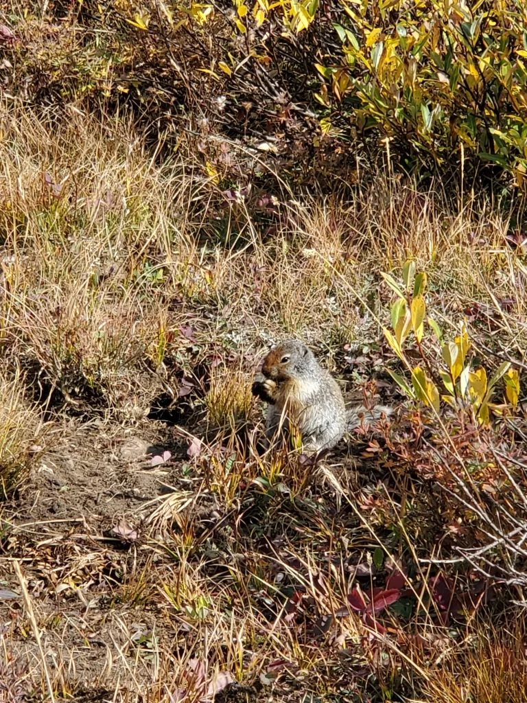 picture of a marmot eating in a meadow while hiking near Og Lake