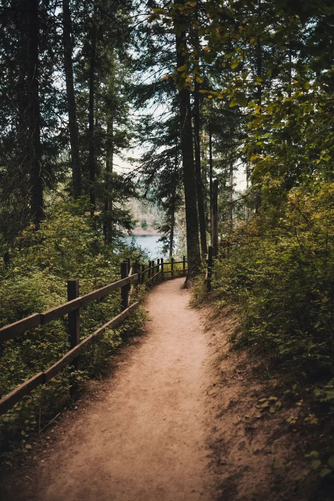 picture of a dirt trail winding through a forest with a lake in the background